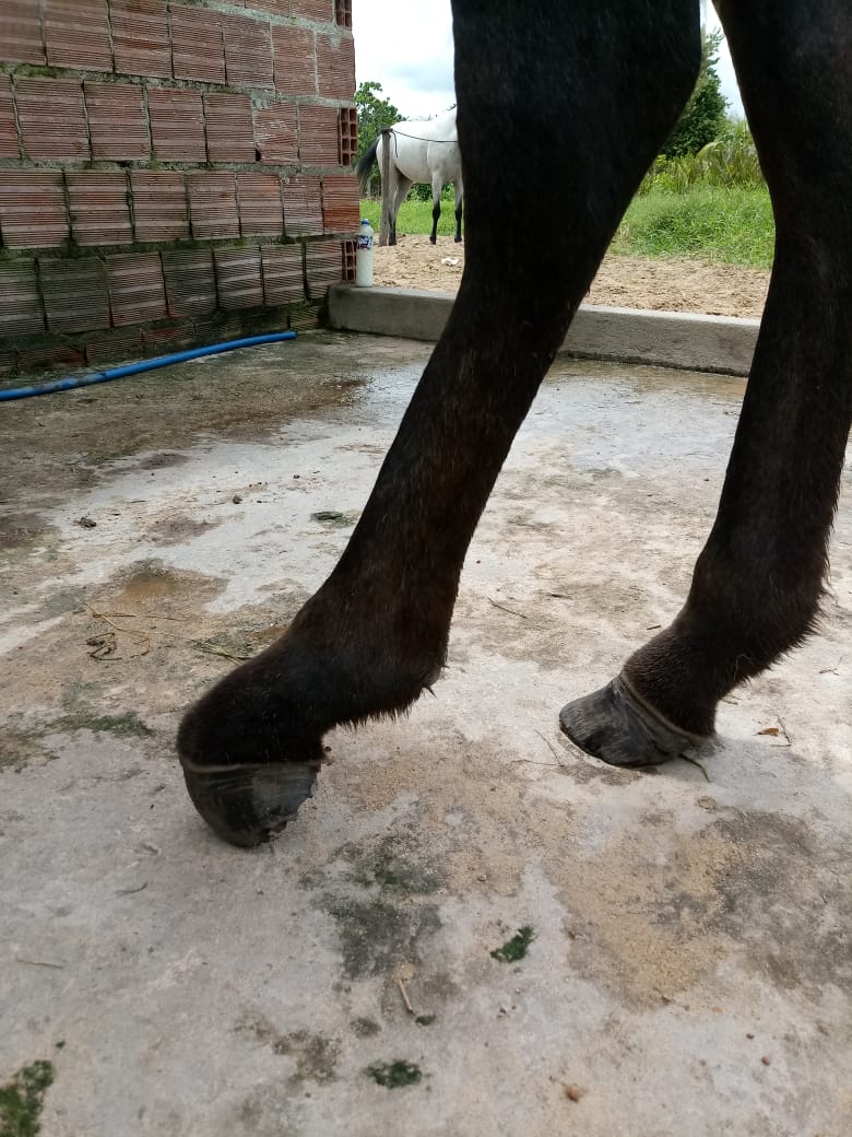 pelvic flexture horse