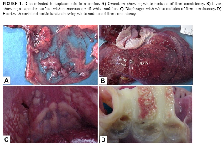 FIGURE 1. Disseminated histoplasmosis in a canine. A) Omentum showing white nodules of firm consistency. B) Liver showing a capsular surface with numerous small white nodules. C) Diaphragm with white nodules of firm consistency. D) Heart with aorta and aortic lunate showing white nodules of firm consistency.