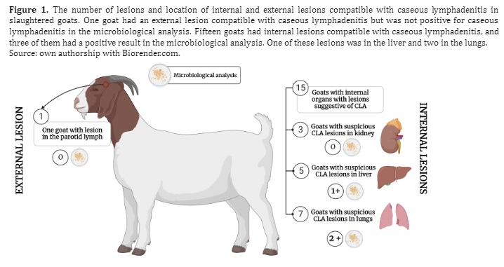 Figure 1. The number of lesions and location of internal and external lesions compatible with caseous lymphadenitis in slaughtered goats. One goat had an external lesion compatible with caseous lymphadenitis but was not positive for caseous lymphadenitis in the microbiological analysis. Fifteen goats had internal lesions compatible with caseous lymphadenitis, and three of them had a positive result in the microbiological analysis. One of these lesions was in the liver and two in the lungs. Source: own authorship with Biorender.com.