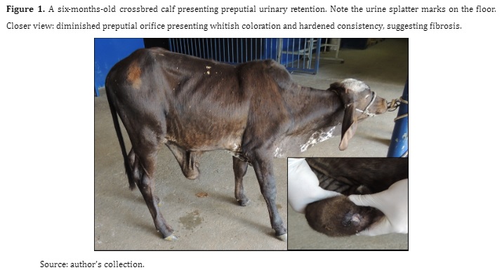 Figure 1. A six-months-old crossbred calf presenting preputial urinary retention. Note the urine splatter marks on the floor. Closer view: diminished preputial orifice presenting whitish coloration and hardened consistency, suggesting fibrosis.