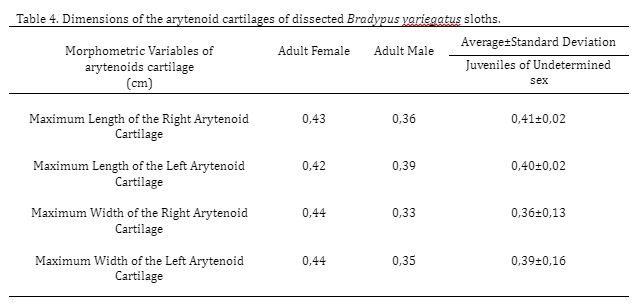 Table 4. Dimensions of the arytenoid cartilages of dissected Bradypus variegatus sloths.
